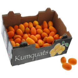 KUMQUAT 2KG